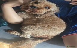 Cavapoo dogs for sale: Red F2B Cavapoo  - Image 6