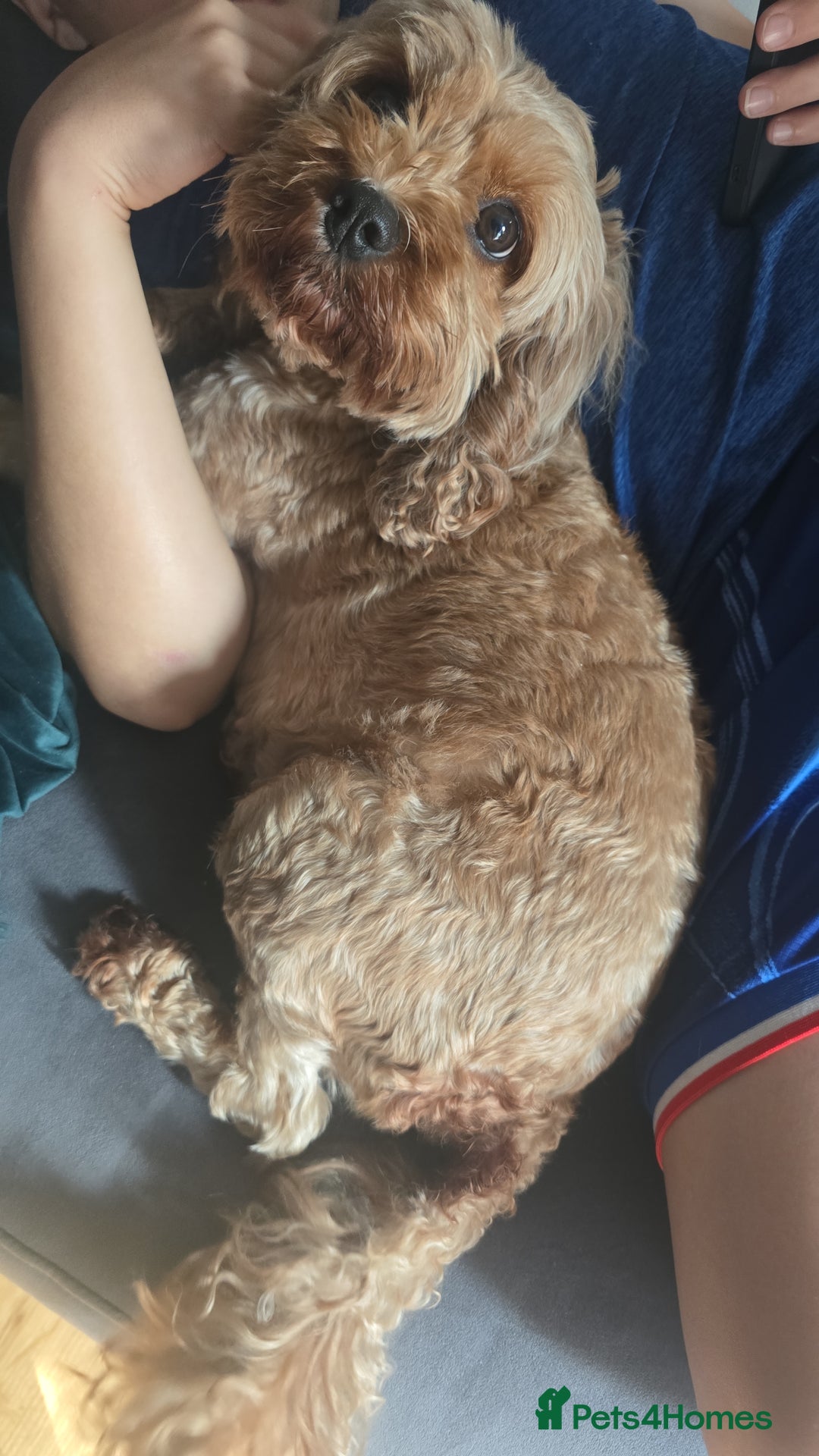 Cavapoo dogs for sale: Red F2B Cavapoo  - Image 6