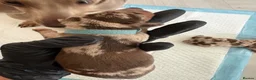 Miniature Dachshund dogs for sale: KC Miniature Dachshund Puppies | Champion Lines 🐾 - Advert 15