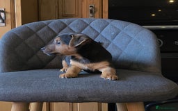 Jack Russell dogs for sale: Traditional Short Legged Jackrussell Pups!  - Image 1