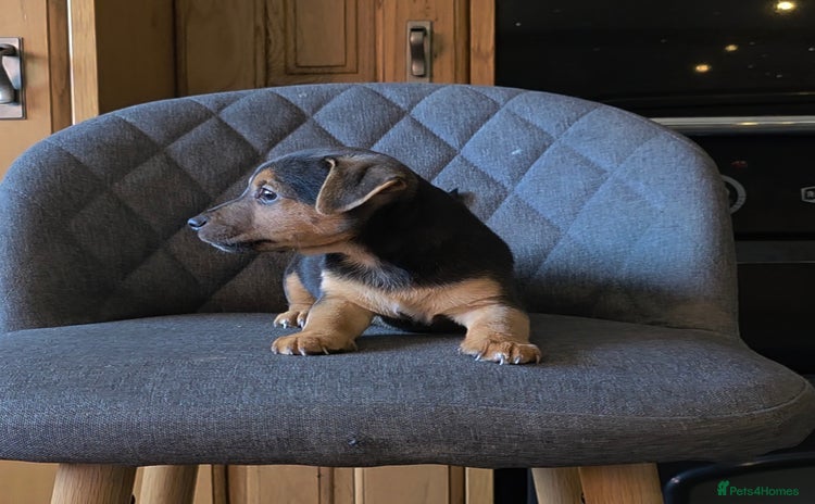 Jack Russell dogs - Advert 2
