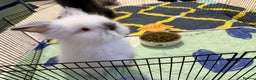 Lionhead rabbits for sale: Lionhead  - Advert 3