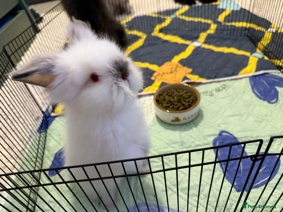 Lionhead rabbits for sale: Lionhead  - Advert 3