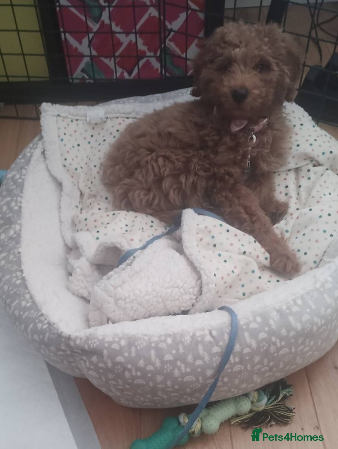 Goldendoodle dogs for sale: Gorgeous, Fun-Loving Puppy Looking for a New Home - Advert 4
