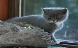 Exotic cats for sale: Exotic cross kittens - Advert 12