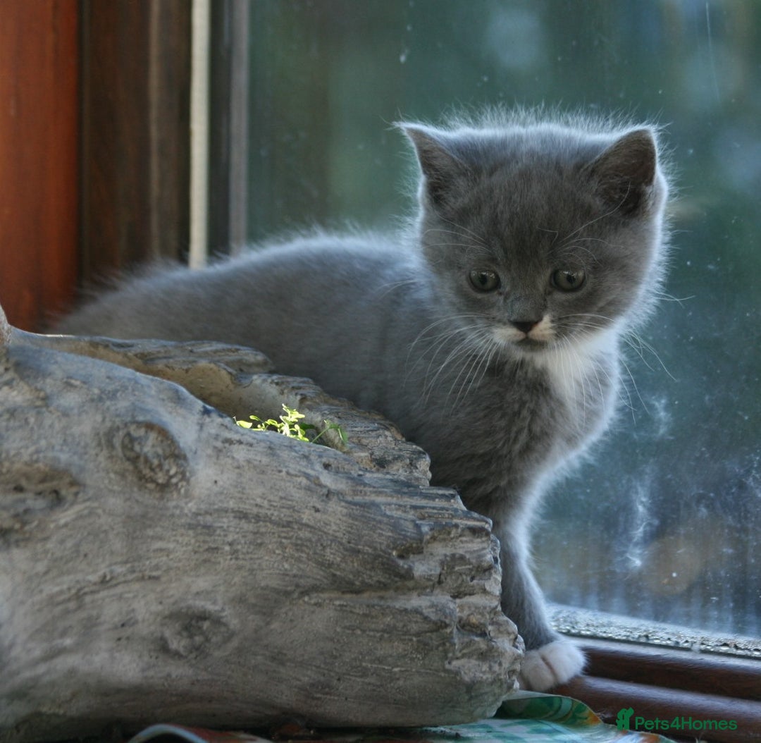 Exotic cats for sale: Exotic cross kittens - Advert 12