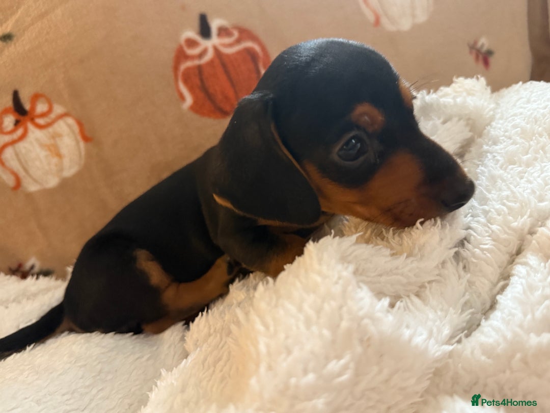 Miniature Dachshund dogs for sale: Top quality Miniature dachshund puppies. - Image 4