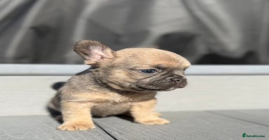 French Bulldog dogs - Advert 5
