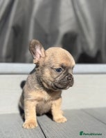 French Bulldog dogs - Advert 14