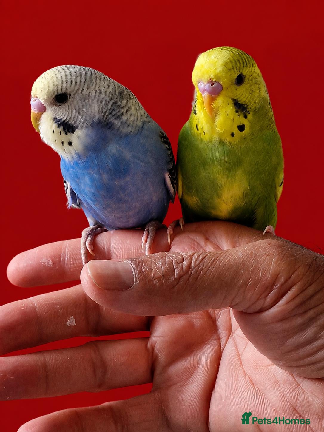 Budgerigars birds Super silly hand tamed baby budgie - Advert 11