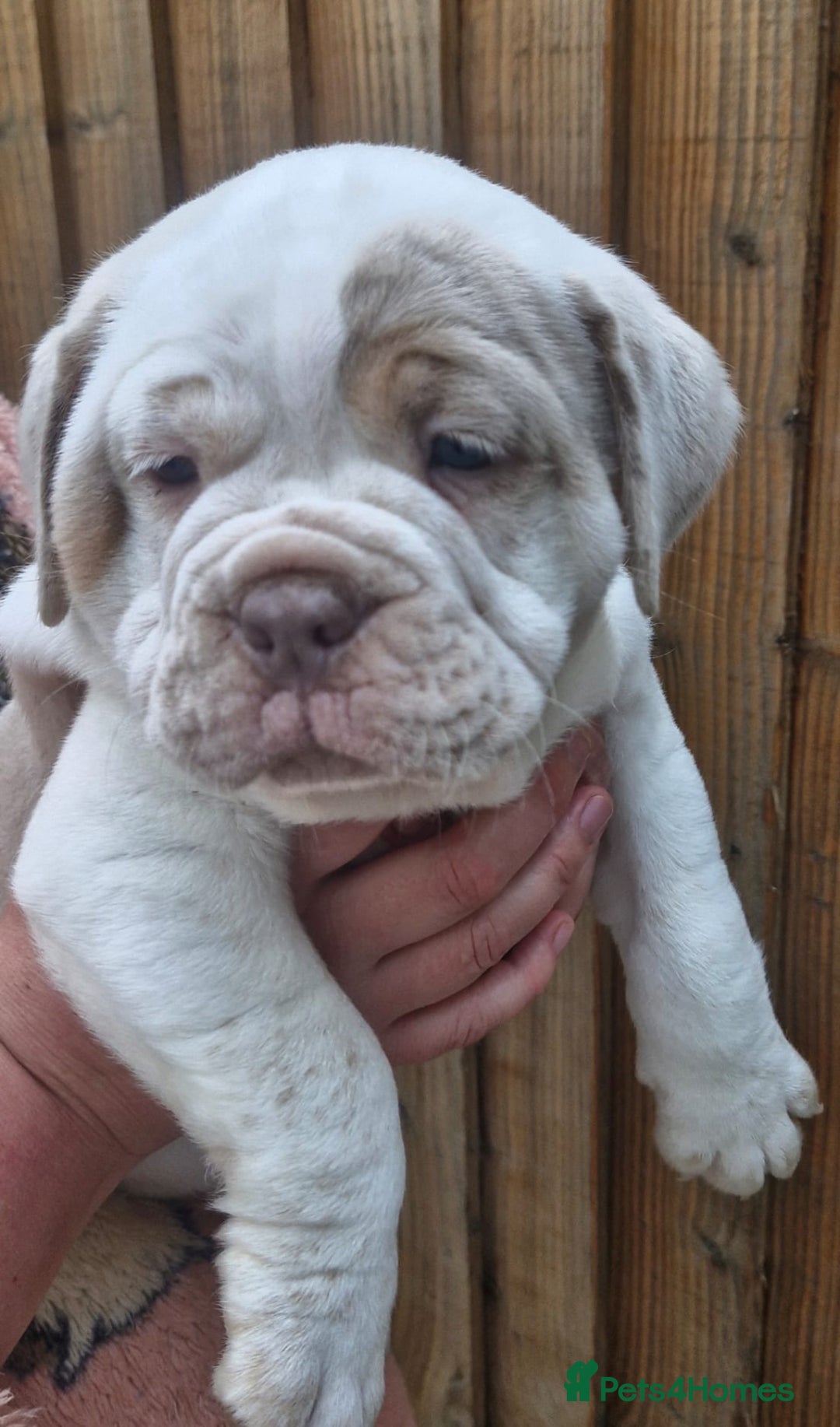 Olde English Bulldogge dogs for sale: Out standing old English bulldog male available - Image 3
