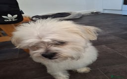 Mixed Breed dogs for sale: Alfie - Image 2