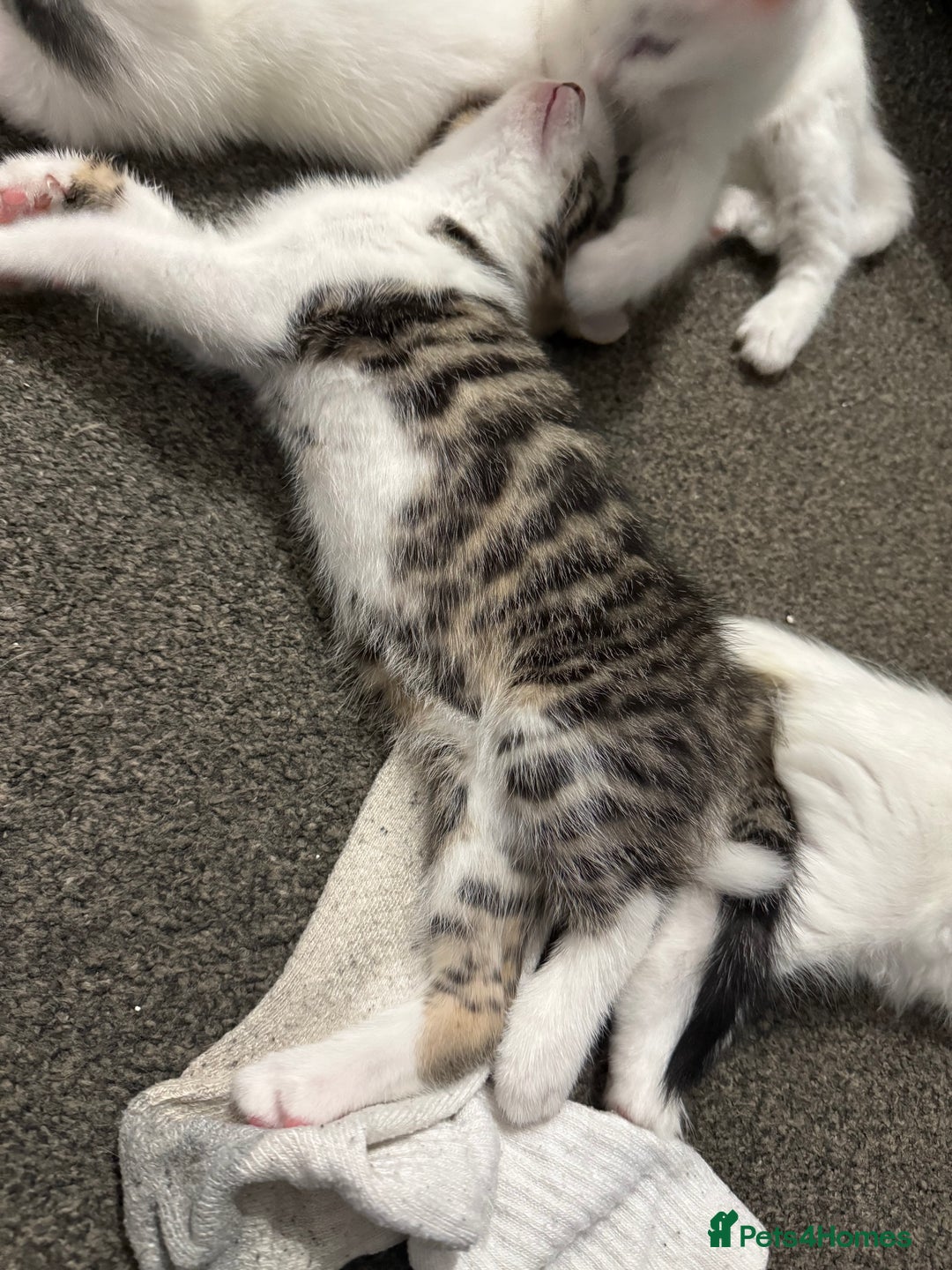 Turkish Angora cats for sale: Turkish angora kittens  - Image 7