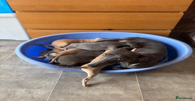 Whippet dogs - Advert 10