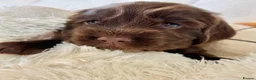 Cocker Spaniel dogs for sale: Health Tested KC Reg Showline Cocker Spaniel Pups - Advert 25