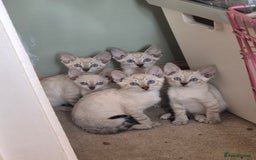 Bengal cats for sale: Bengal x siamese kittens - Image 1