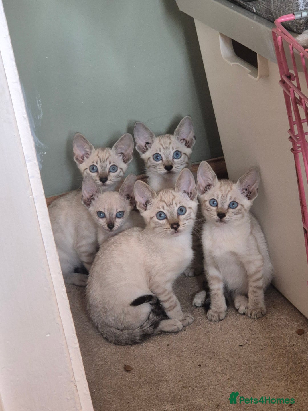Bengal cats for sale: Bengal x siamese kittens - Image 1