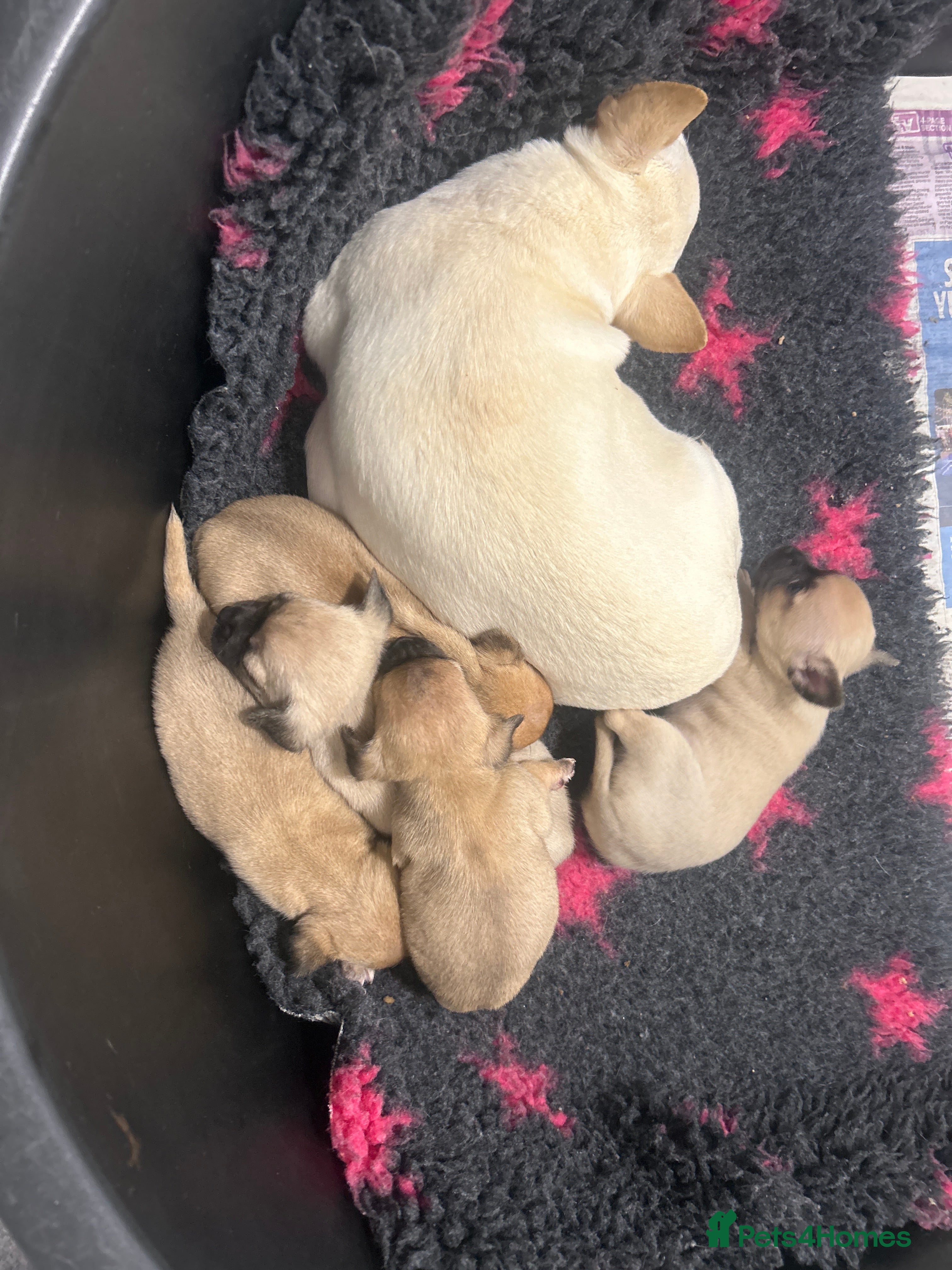 Chihuahua dogs Chihuahua puppies  - Advert 1