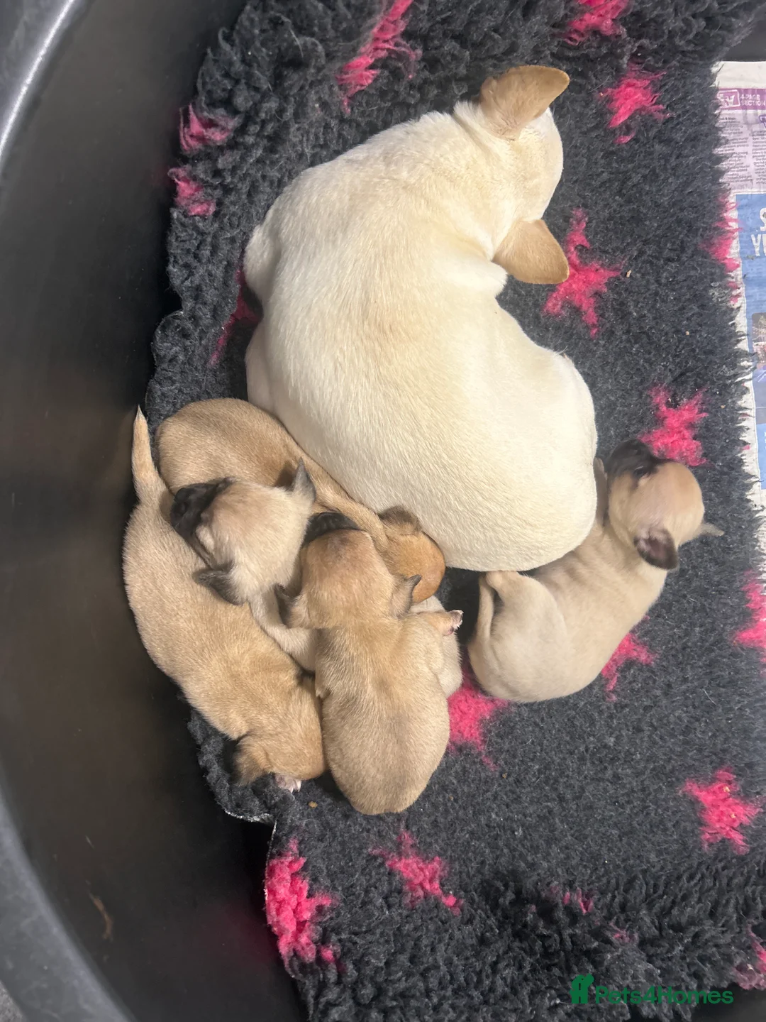 Chihuahua dogs for sale: Chihuahua puppies  - Advert 1