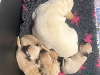 Chihuahua dogs Chihuahua puppies - Advert 1