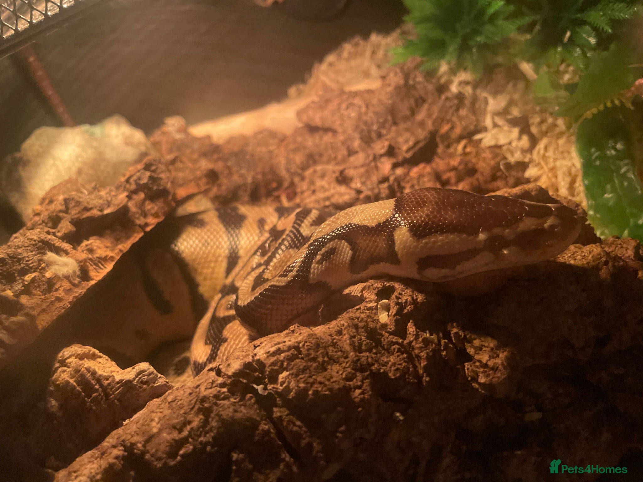 Python Snake reptiles Pastel Royal pythan - Advert 13