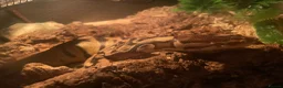 Python Snake reptiles for sale: Pastel Royal python - Advert 1