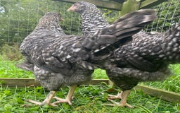 Chickens poultry for sale: Speckled Marans - Image 2