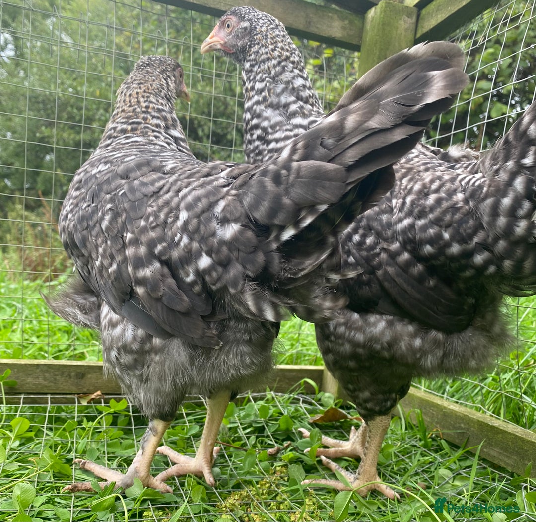 Chickens poultry for sale: Speckled Marans - Image 2