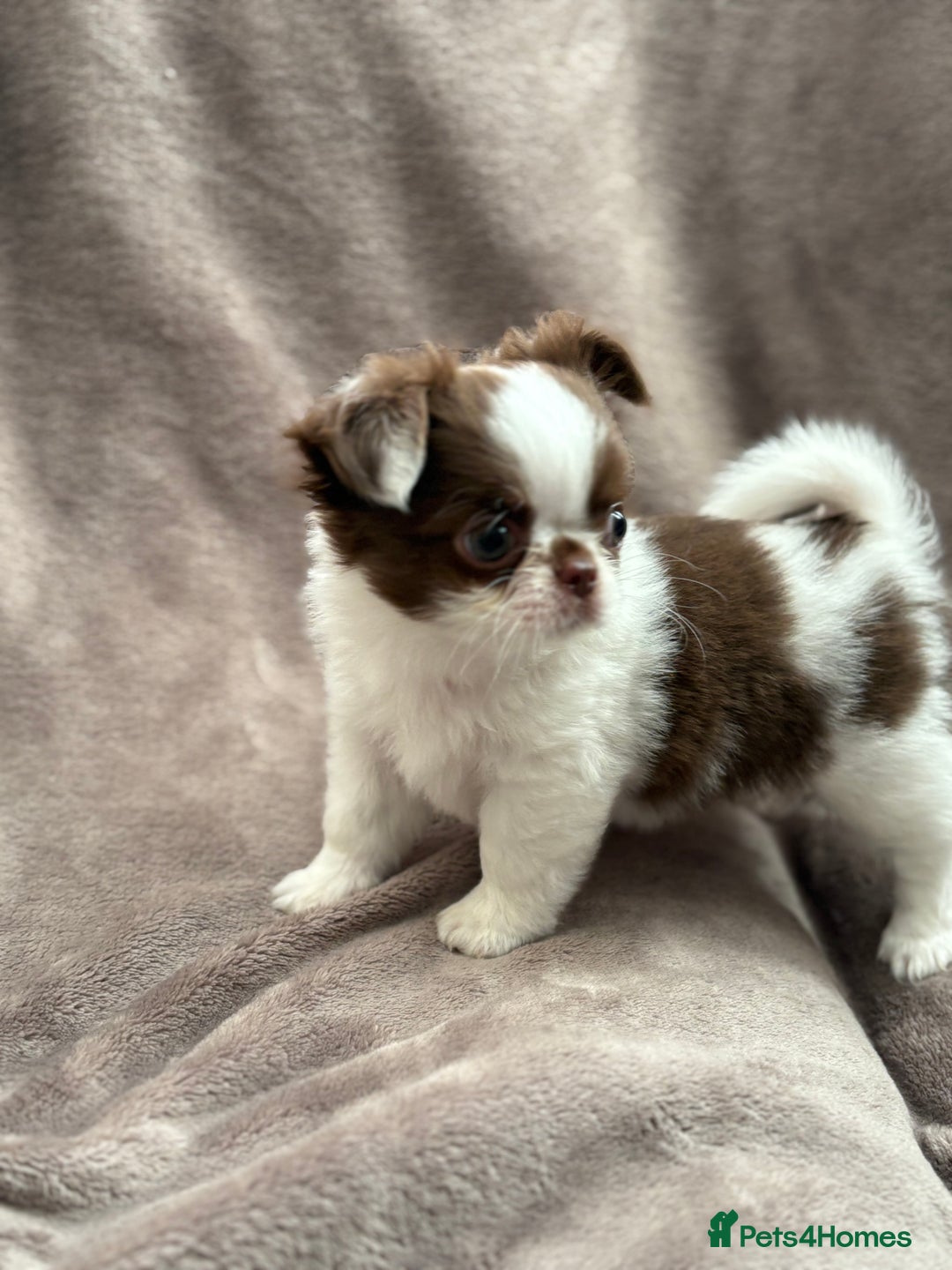 Chihuahua dogs for sale: Chihuahuas - Image 9