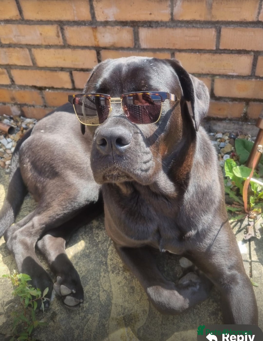 Cane Corso dogs for sale: Thor cane corso  - Advert 1