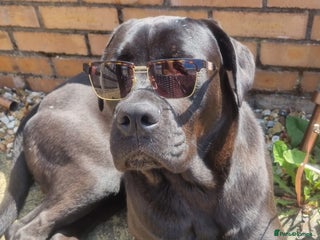 Cane Corso dogs Thor cane corso - Advert 1