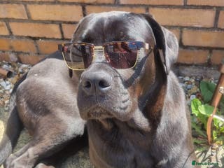 Cane Corso dogs Thor cane corso - Advert 1