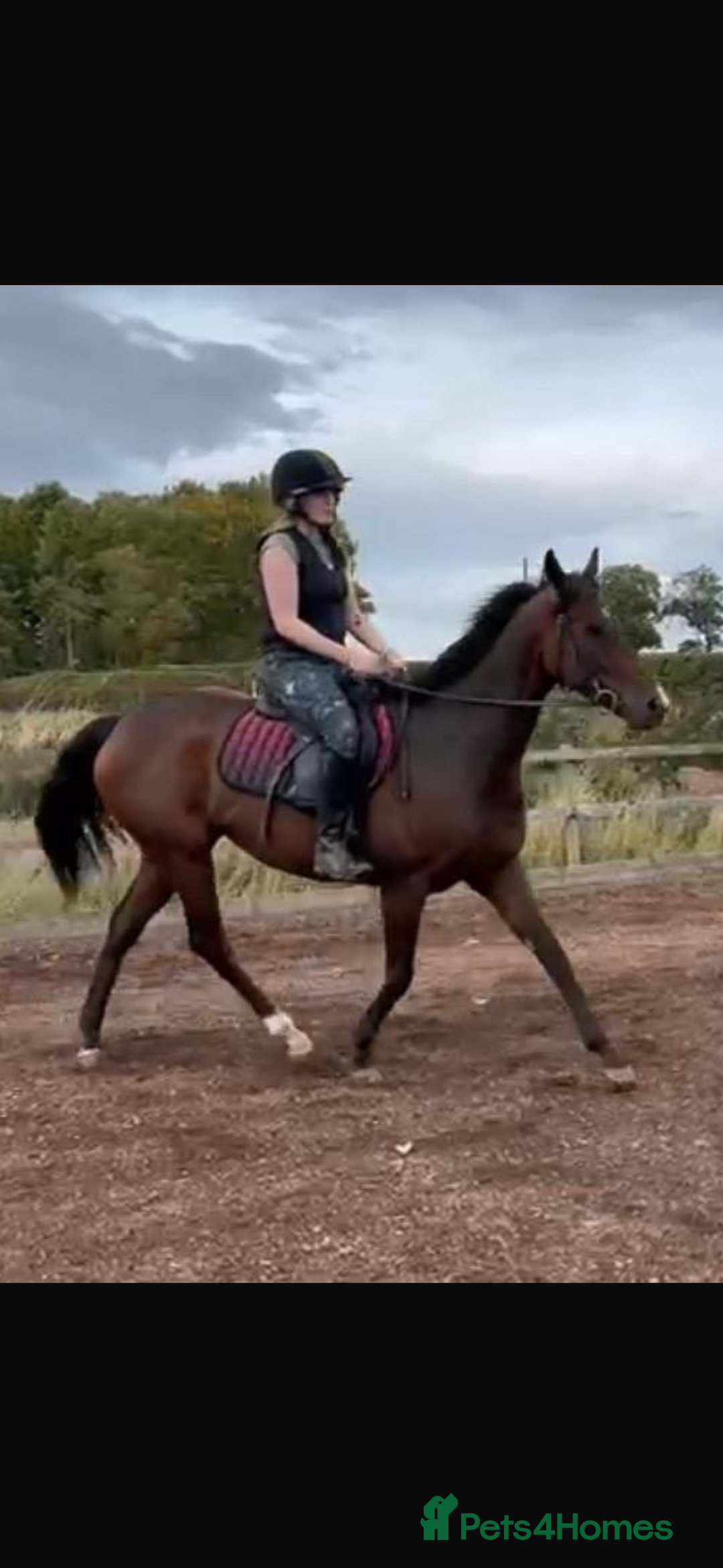 English Thoroughbred horses for sale: 15.2hh Stunning 7 yr bay Gelding real eye catcher - Advert 2