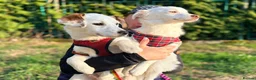 Mixed Breed dogs for adoption: ❤️🐶 AISY & BASIA –TWO LITTLE SUNBEAMS TOGETHER in Burton-on-Trent - Advert 22