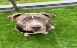 Mixed Breed dogs for sale: Loving home for Storm - Image 1