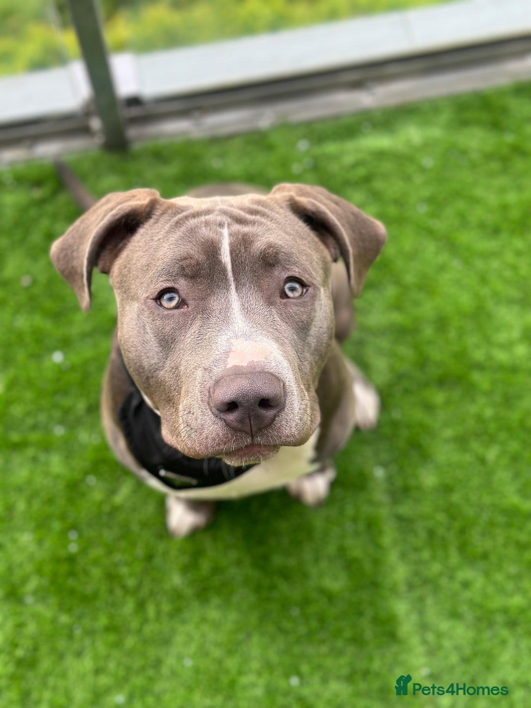 Mixed Breed dogs for sale: Loving home for Storm - Image 1