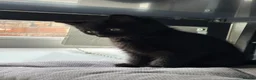 British Shorthair cats for sale: 4 stunning british shorthair x ragdoll kittens in Manchester - Advert 6