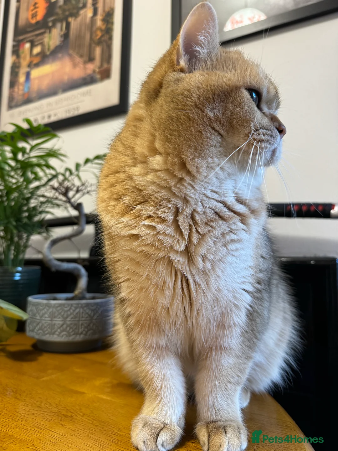 British Shorthair cats for stud: Gold BRI ny12 Stud in Derby - Advert 17