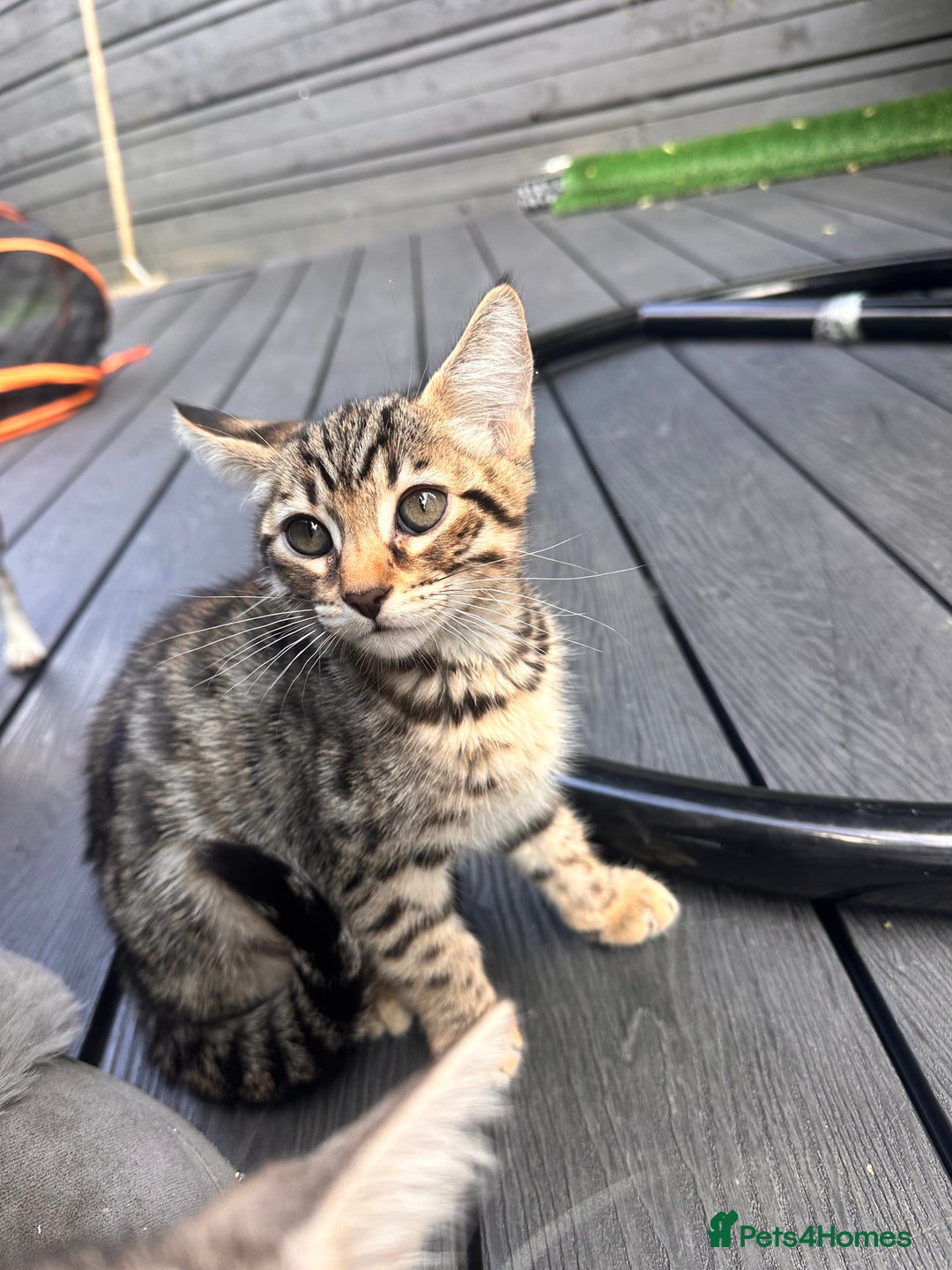 Savannah cats for sale: African bloodline, savanna kittens - Image 3