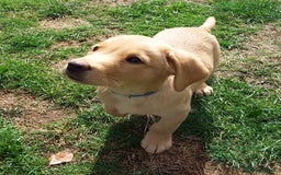 Labrador Retriever dogs for sale: Two Beautiful Little Boys - Image 4