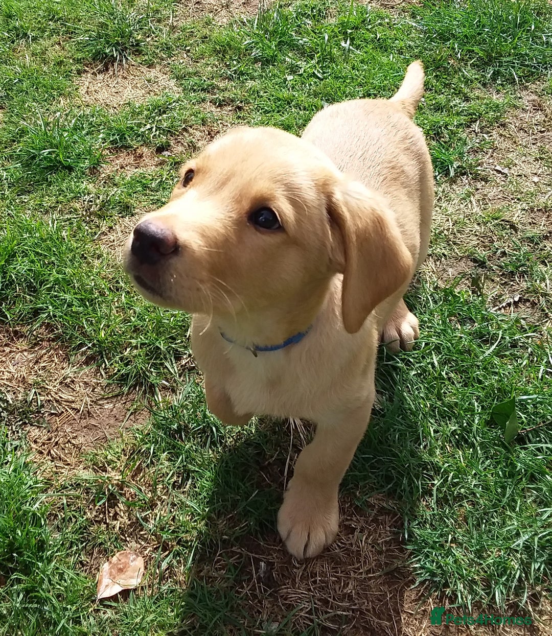 Labrador Retriever dogs for sale: Two Beautiful Little Boys - Image 4