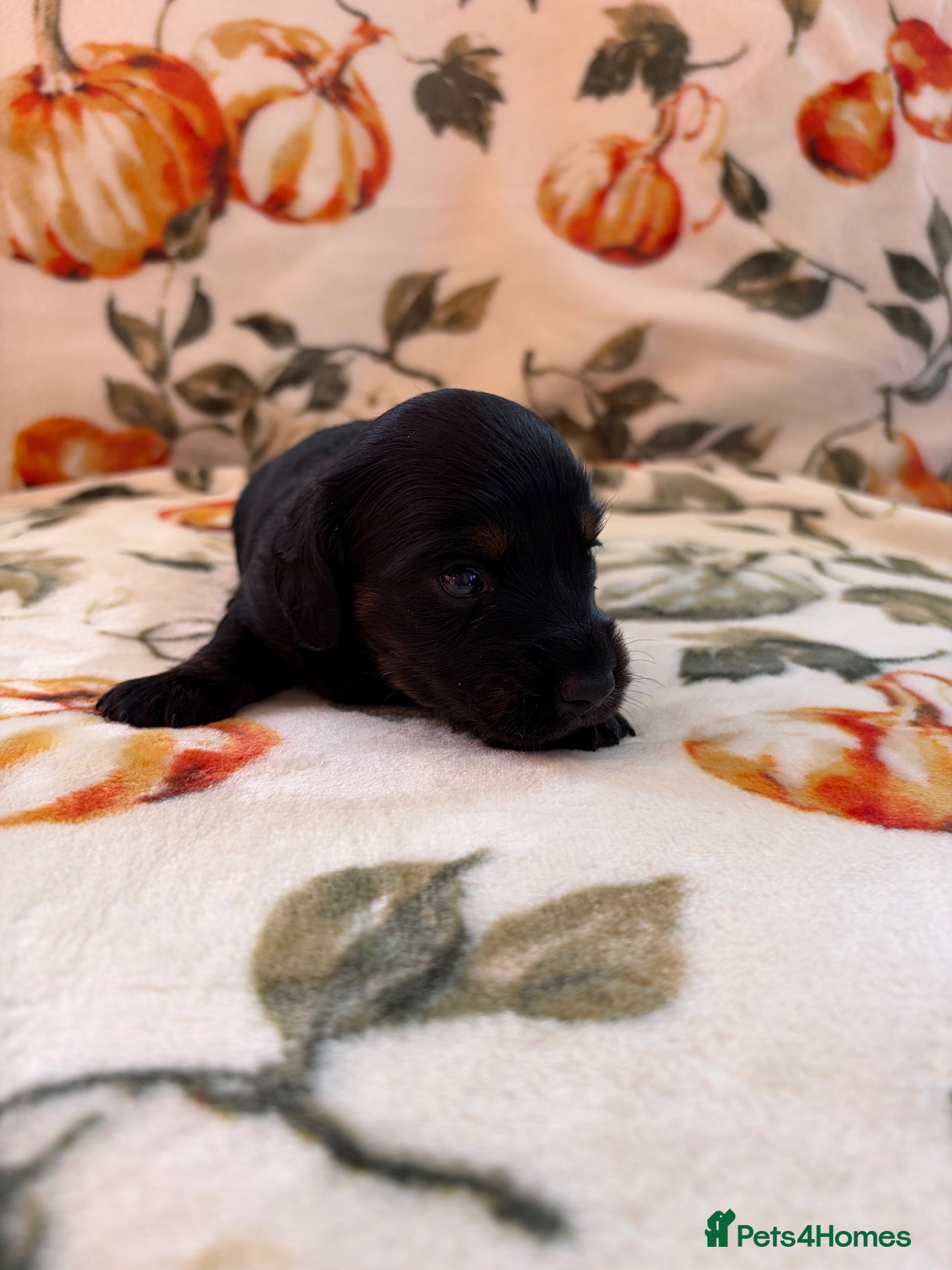 Miniature Dachshund dogs 5* KC Champion Blood Miniature Long Hair Dachshund - Advert 2