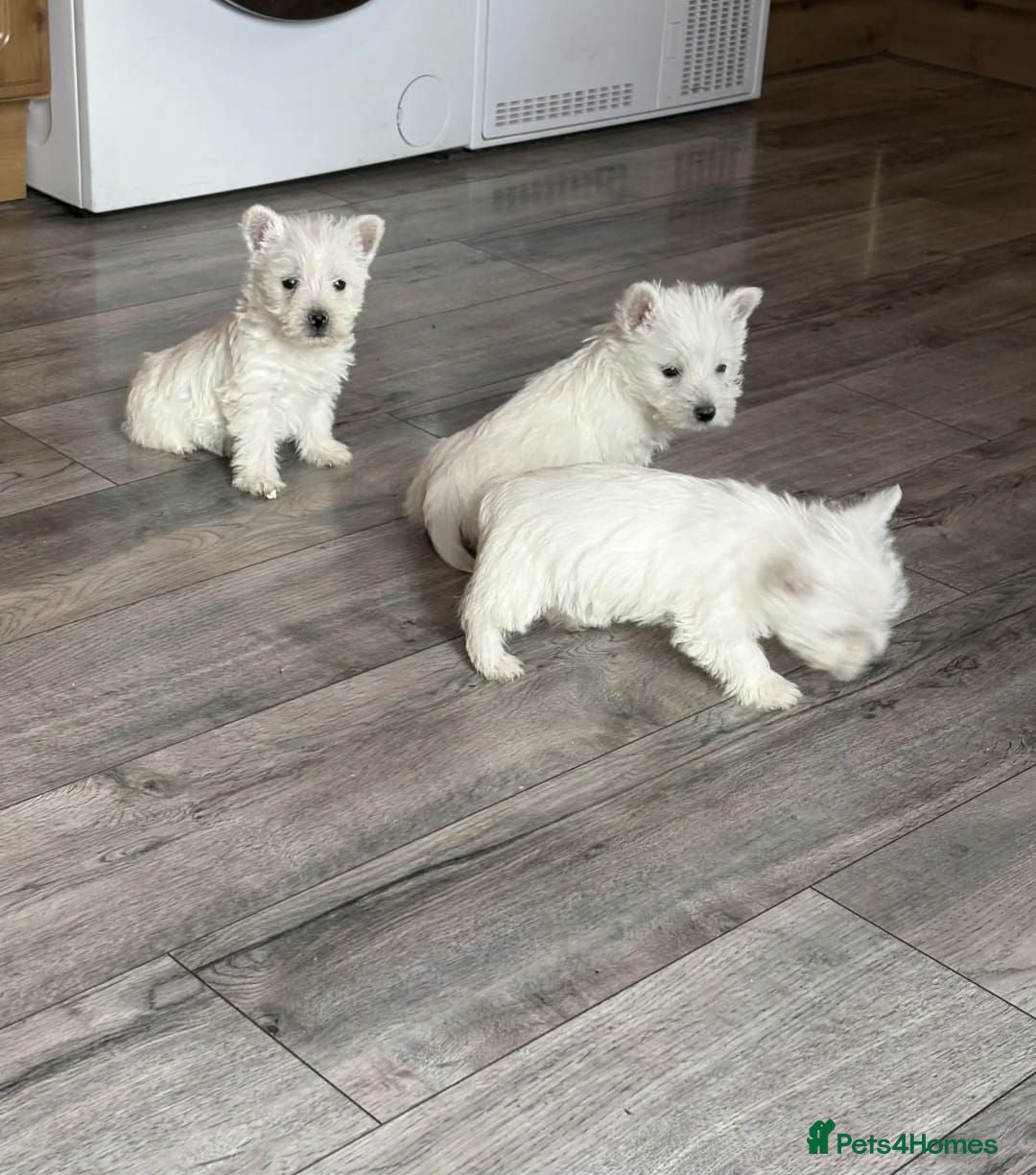 West Highland Terrier dogs STUNNING FULL WEST HIGHLAND PUPPIES  - Advert 1