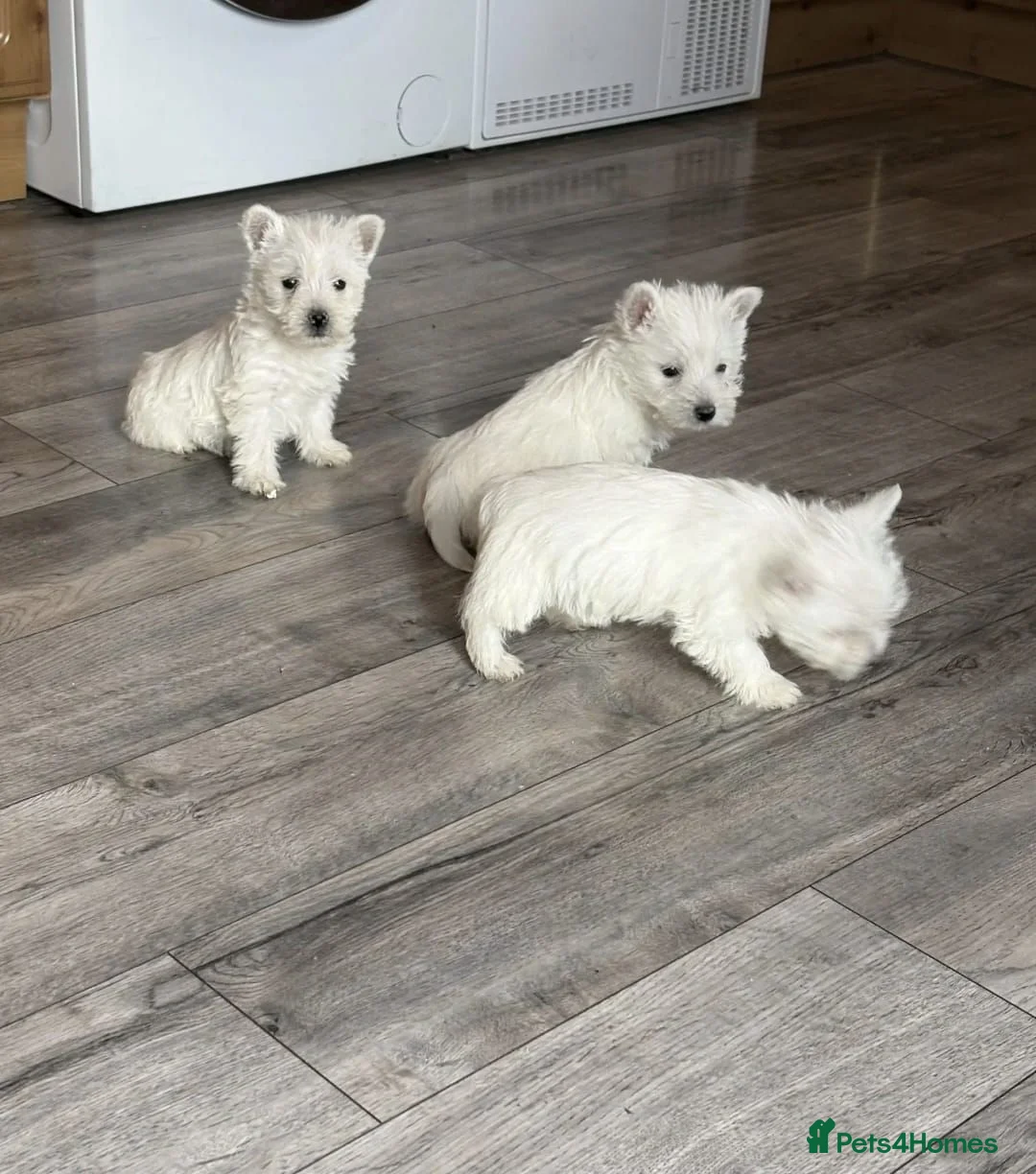 West Highland Terrier dogs for sale: STUNNING FULL WEST HIGHLAND PUPPIES  - Advert 1