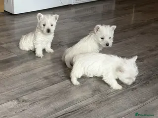 West Highland Terrier dogs STUNNING FULL WEST HIGHLAND PUPPIES - Advert 1