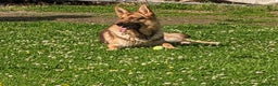 German Shepherd dogs for sale: Rare colours straight backed german shepherds - Advert 27
