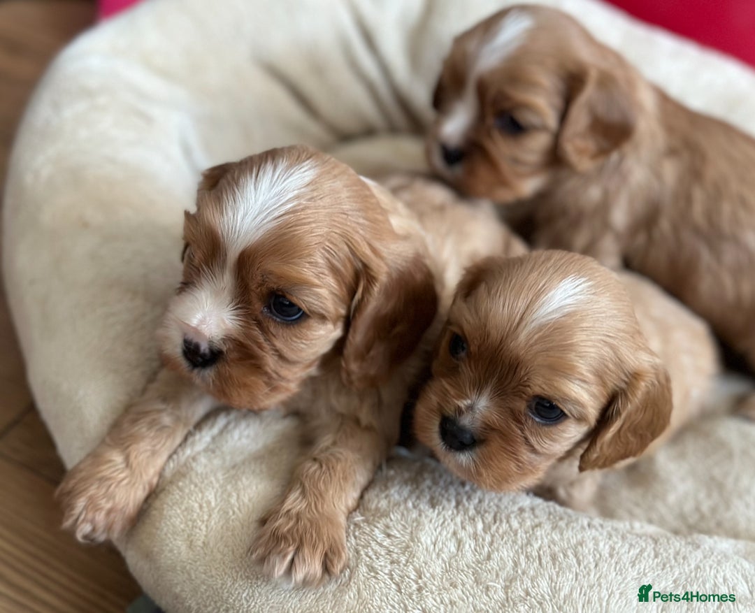 Cavalier King Charles Spaniel dogs for sale: Pure breed cavalier King Charles puppies - Advert 13
