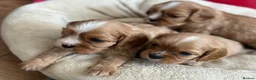 Cavalier King Charles Spaniel dogs for sale: Pure breed cavalier King Charles puppies - Advert 14