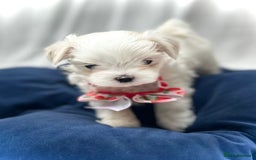Maltese dogs for sale: Korean Maltese - 2 boys available  - Advert 18