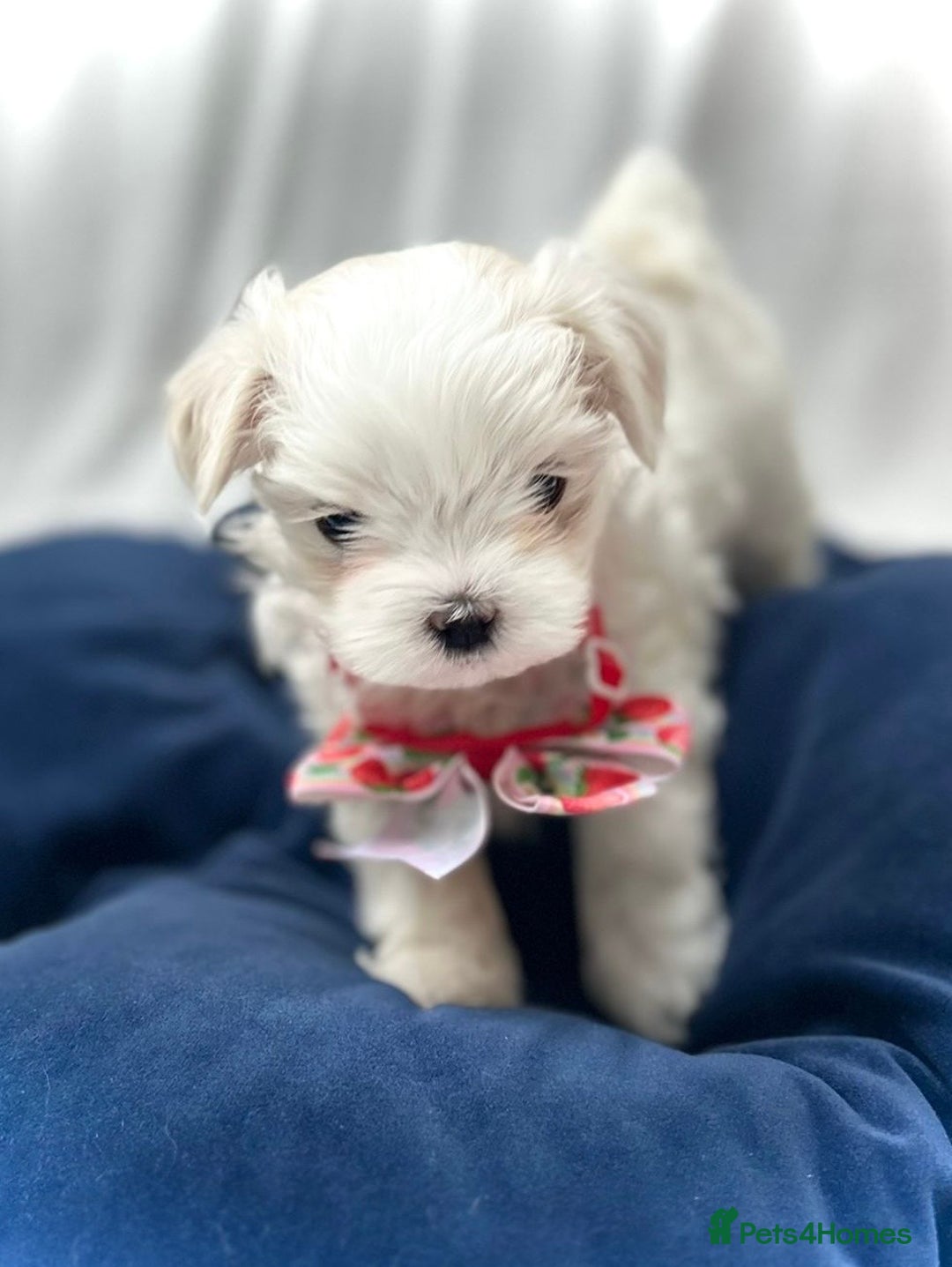Maltese dogs for sale: Korean Maltese - 2 boys available  - Advert 18